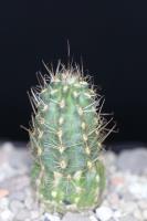 Austrocactus philippii SAR 3484